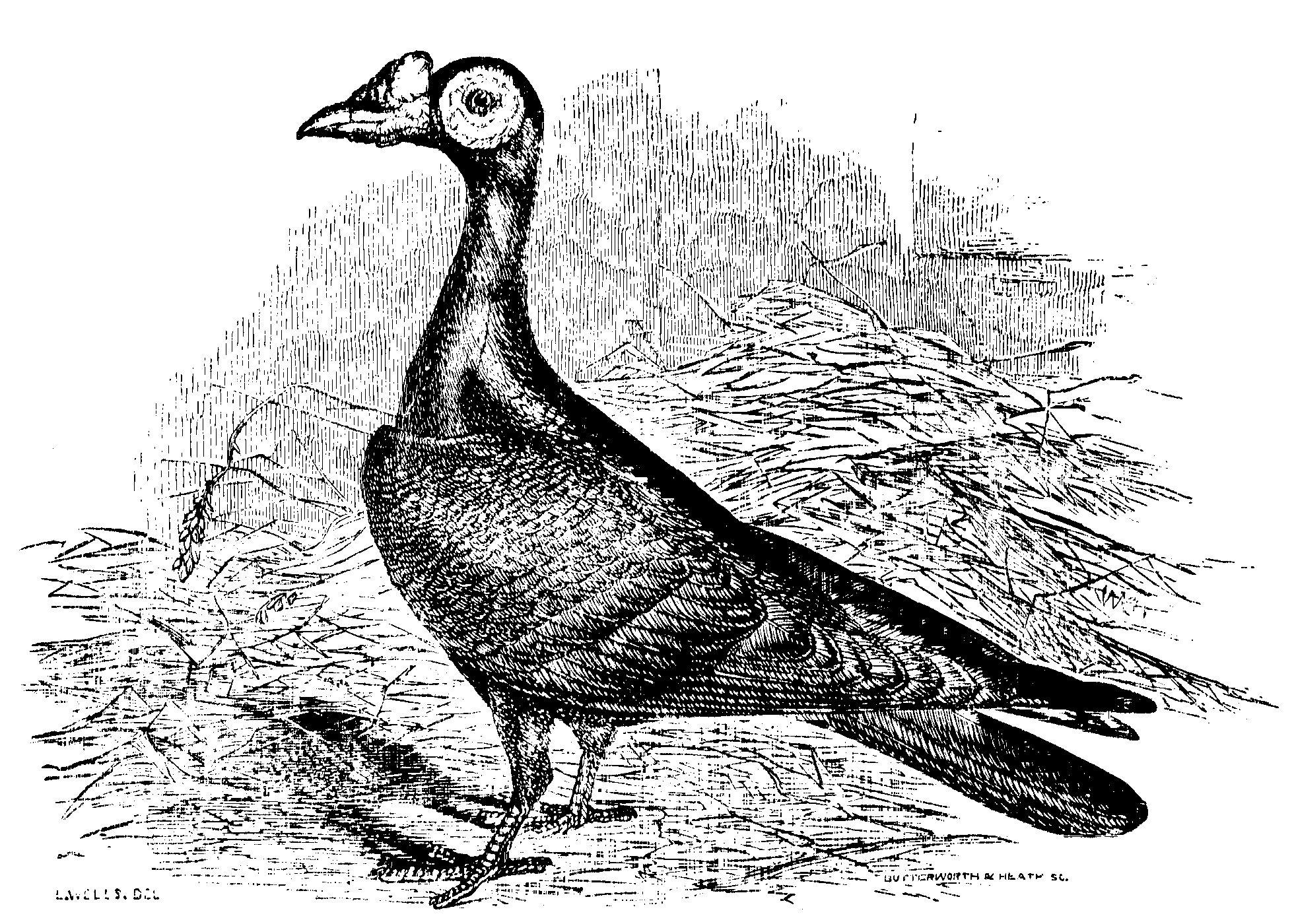 Fig. 19.--English Carrier.