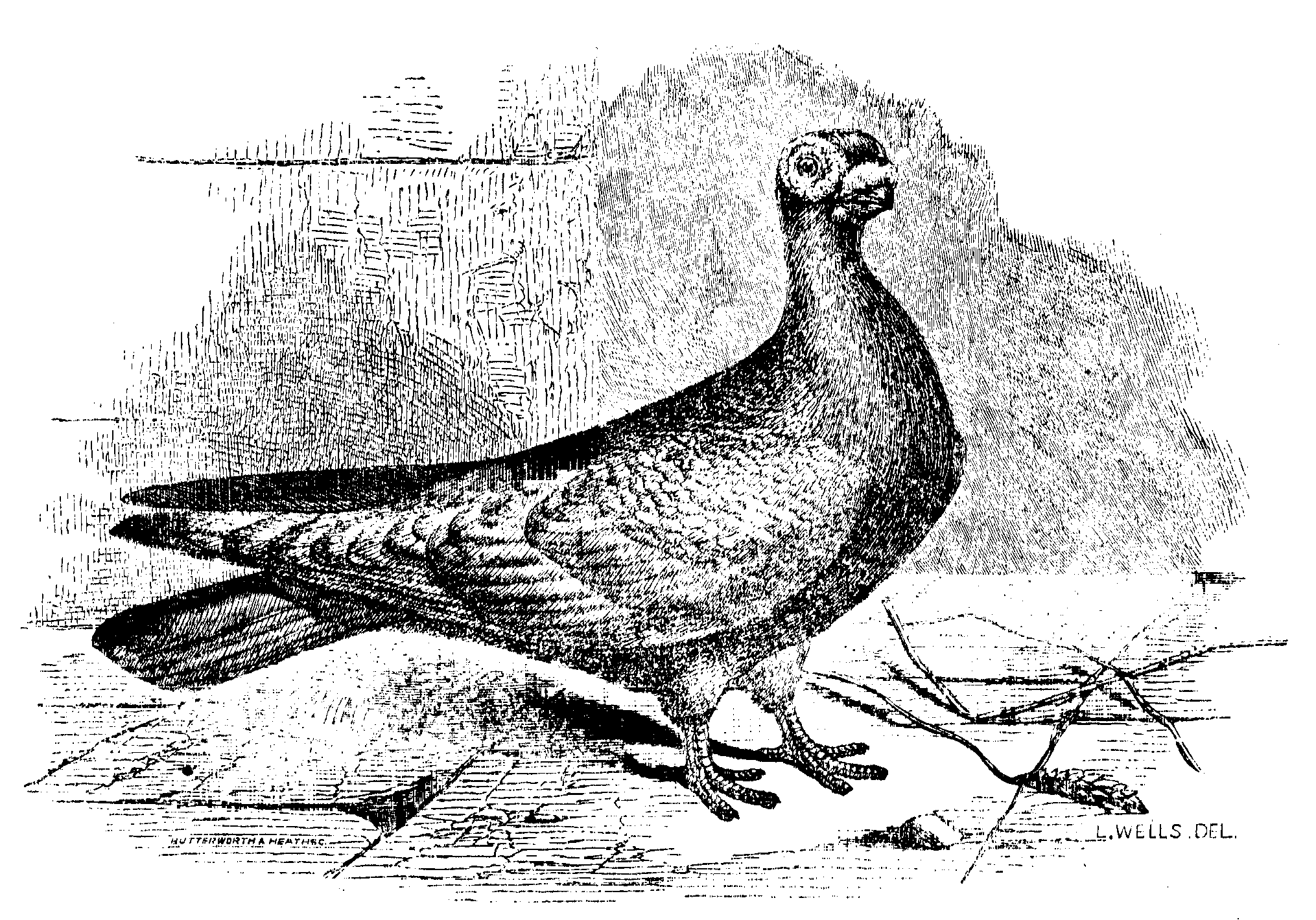 Fig. 20.--English Barb.