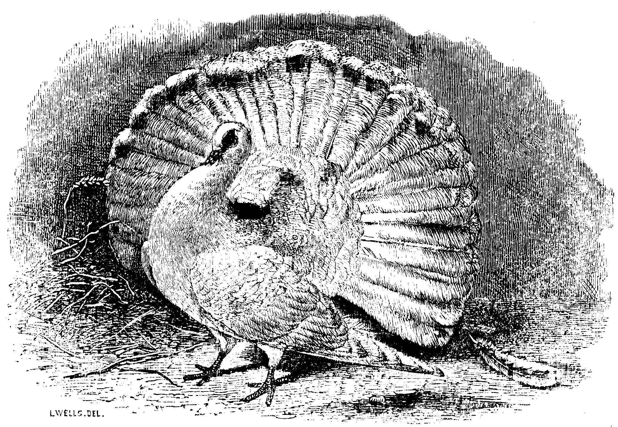 Fig. 21.--English Fantail.