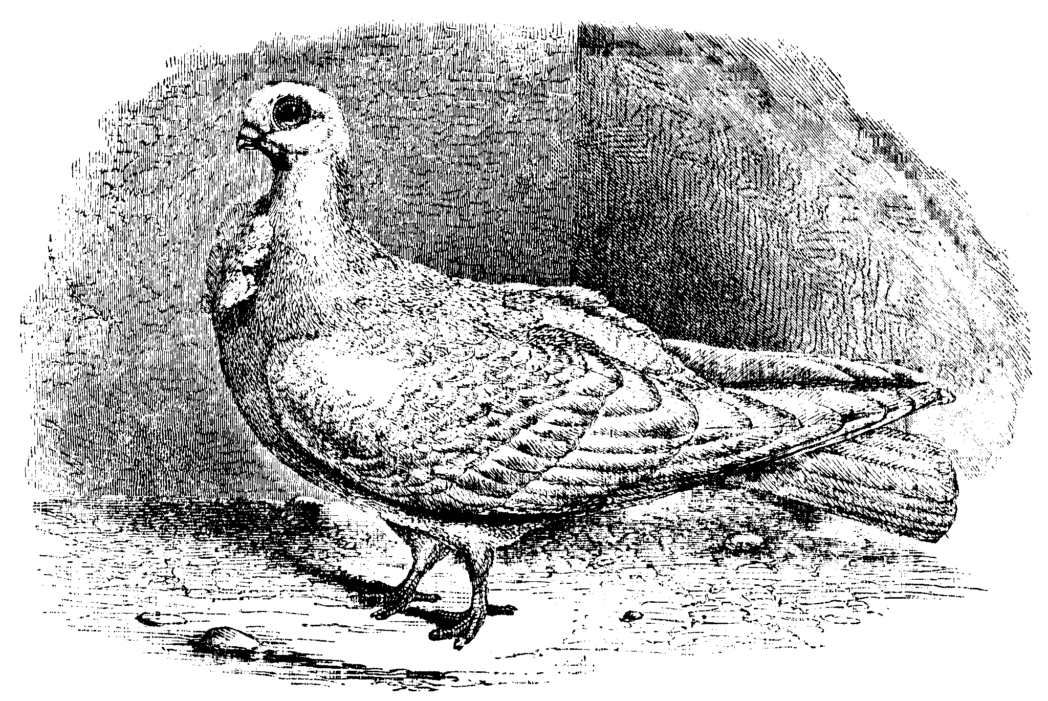 Fig. 22.--African Owl.