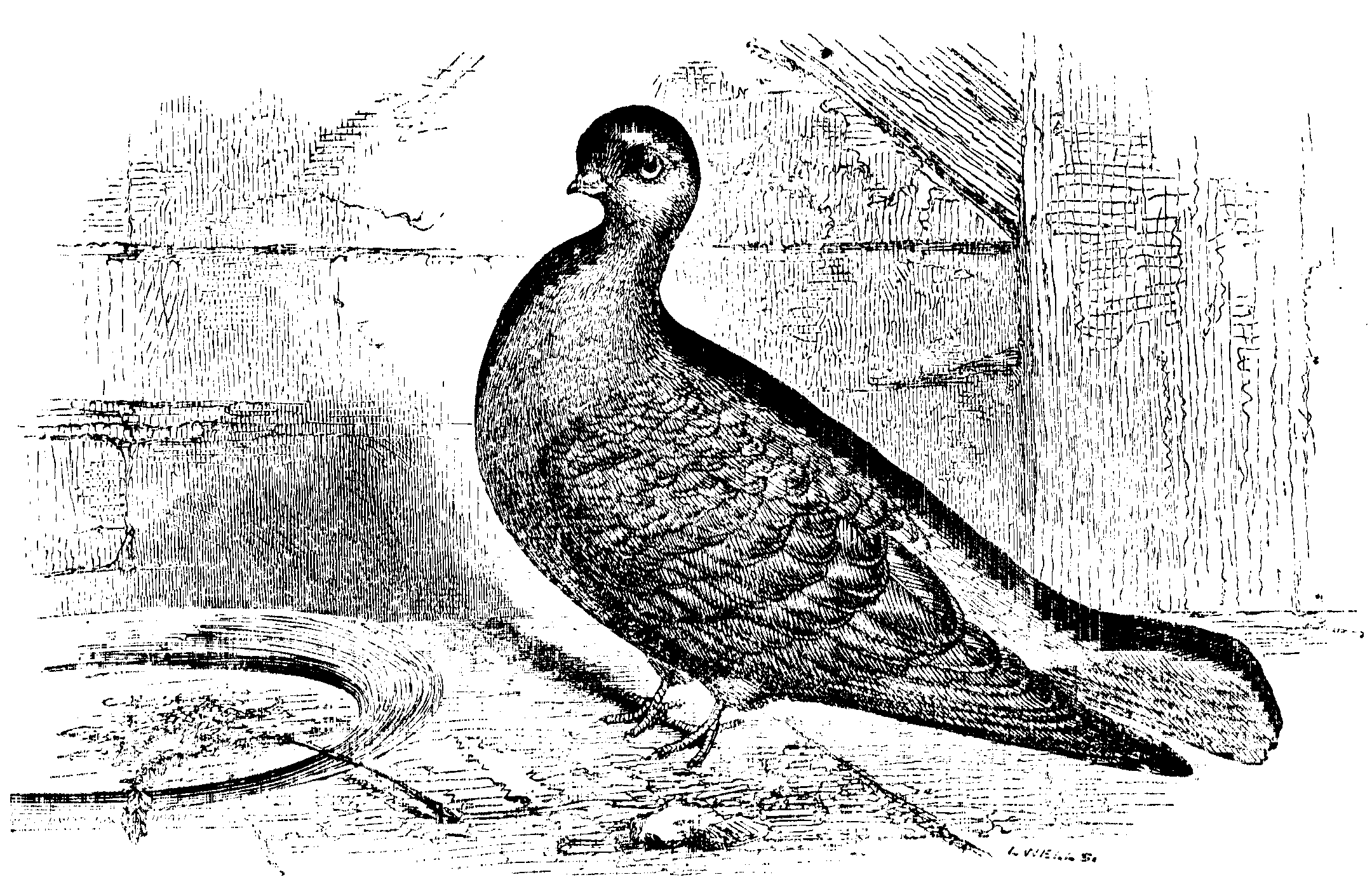 Fig. 23.--Short-faced English Tumbler.