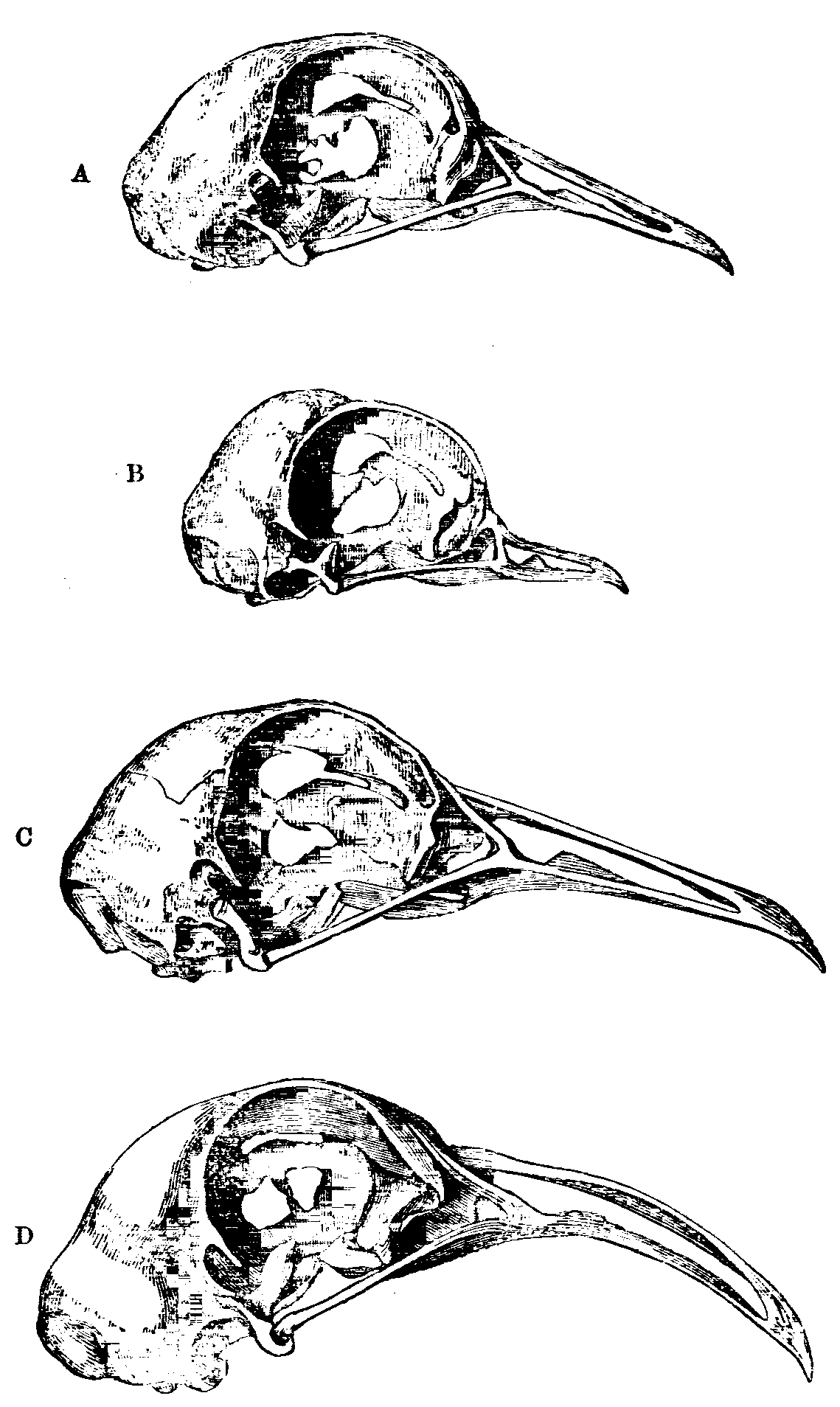 Fig. 24.--Skulls of Pigeons.
