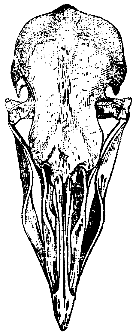 Fig. 26.--Skull of Runt.