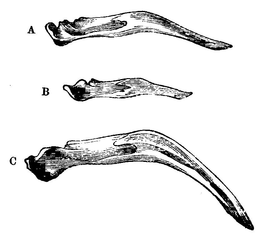 Fig. 27.--Lateral view of jaws of Pigeons.
