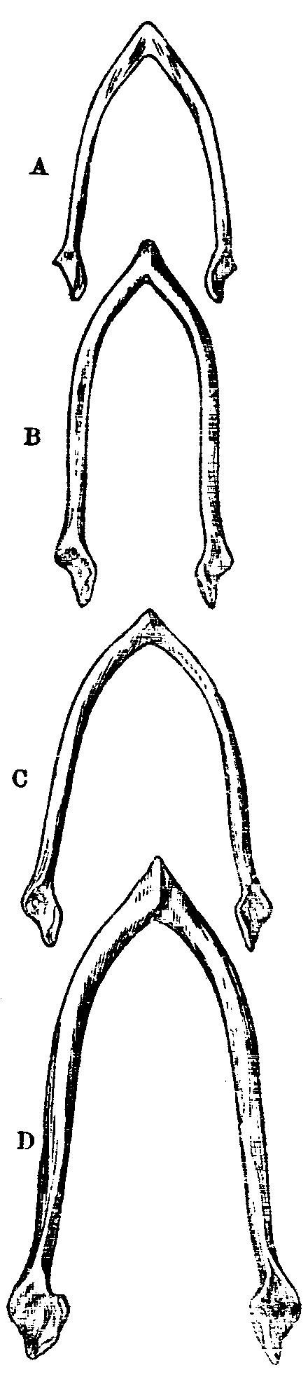 Fig. 29.-Furcul of Pigeons.