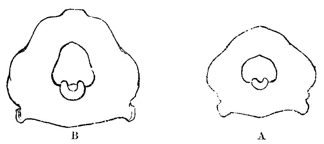 Fig. 33.--Occipital Foramina of Fowls.