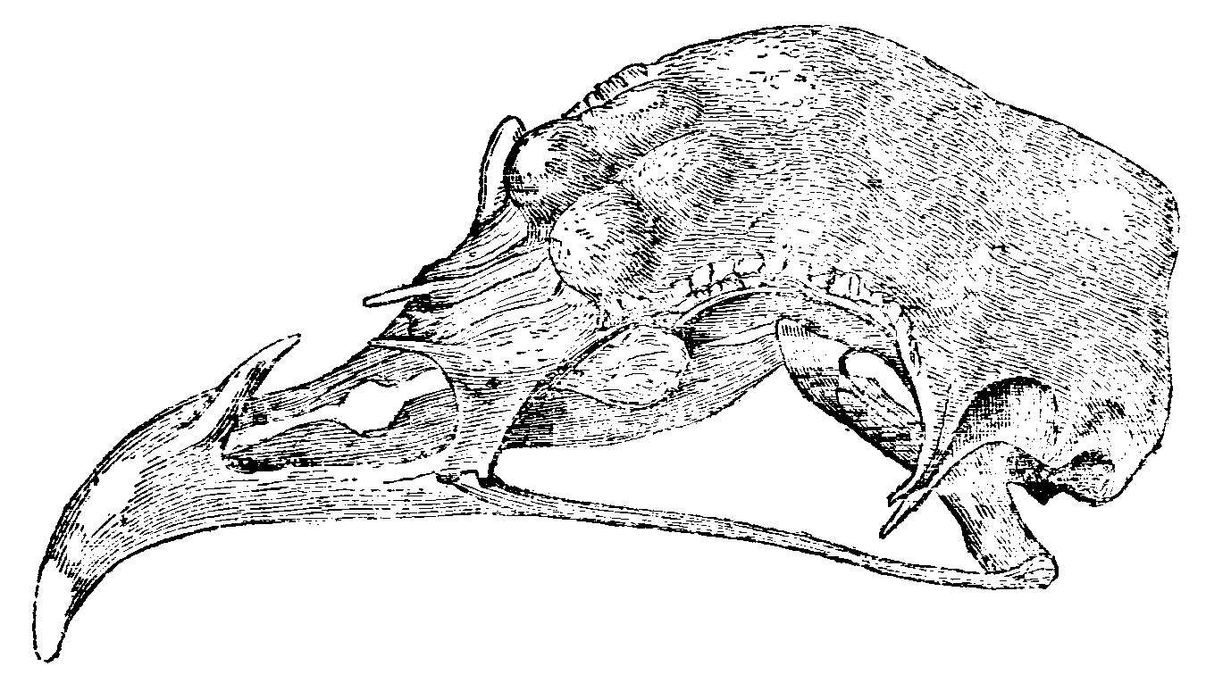 Fig. 36.--Skull of Horned Fowl.
