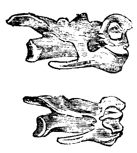Fig. 37.--Cervical Vertebr of Fowls.