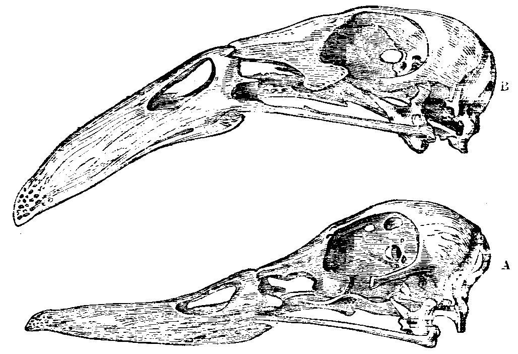 Fig. 39.--Skulls of Ducks.