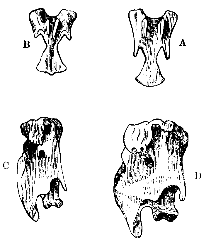 Fig. 40.--Cervical Vertebr of Ducks.