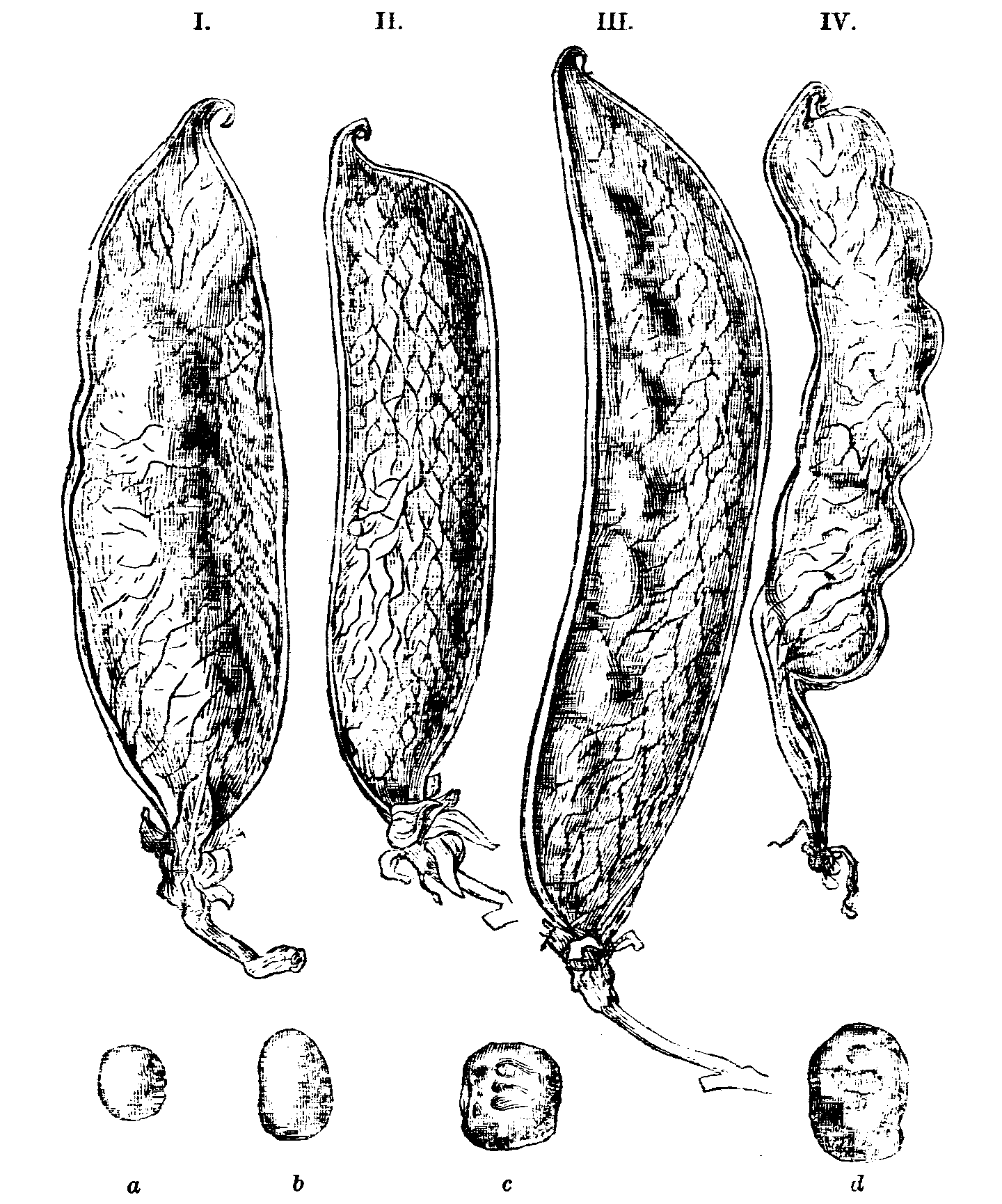 Fig. 41.--Pods and Peas.
