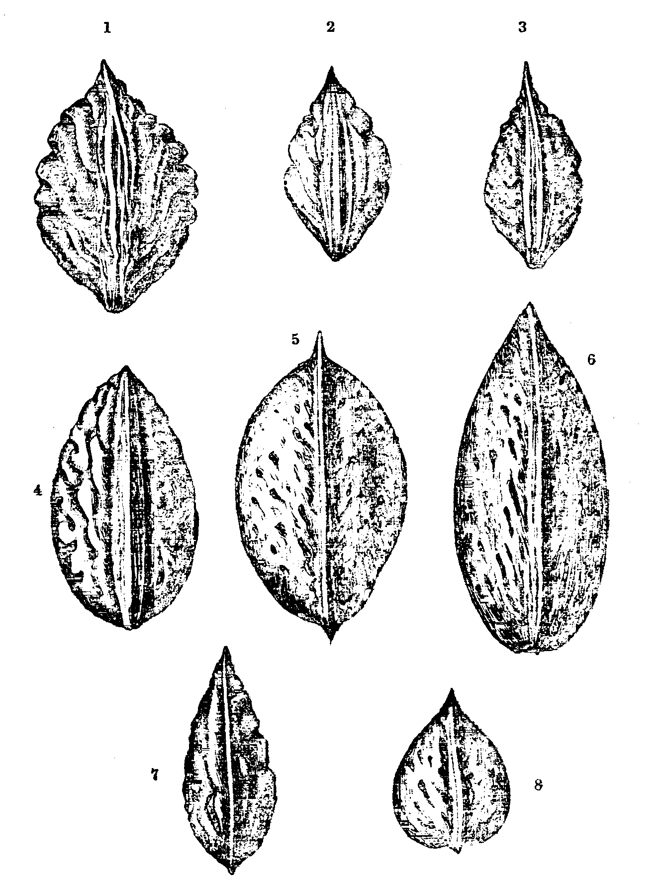 Fig. 42.--Peach and Almond Stones.