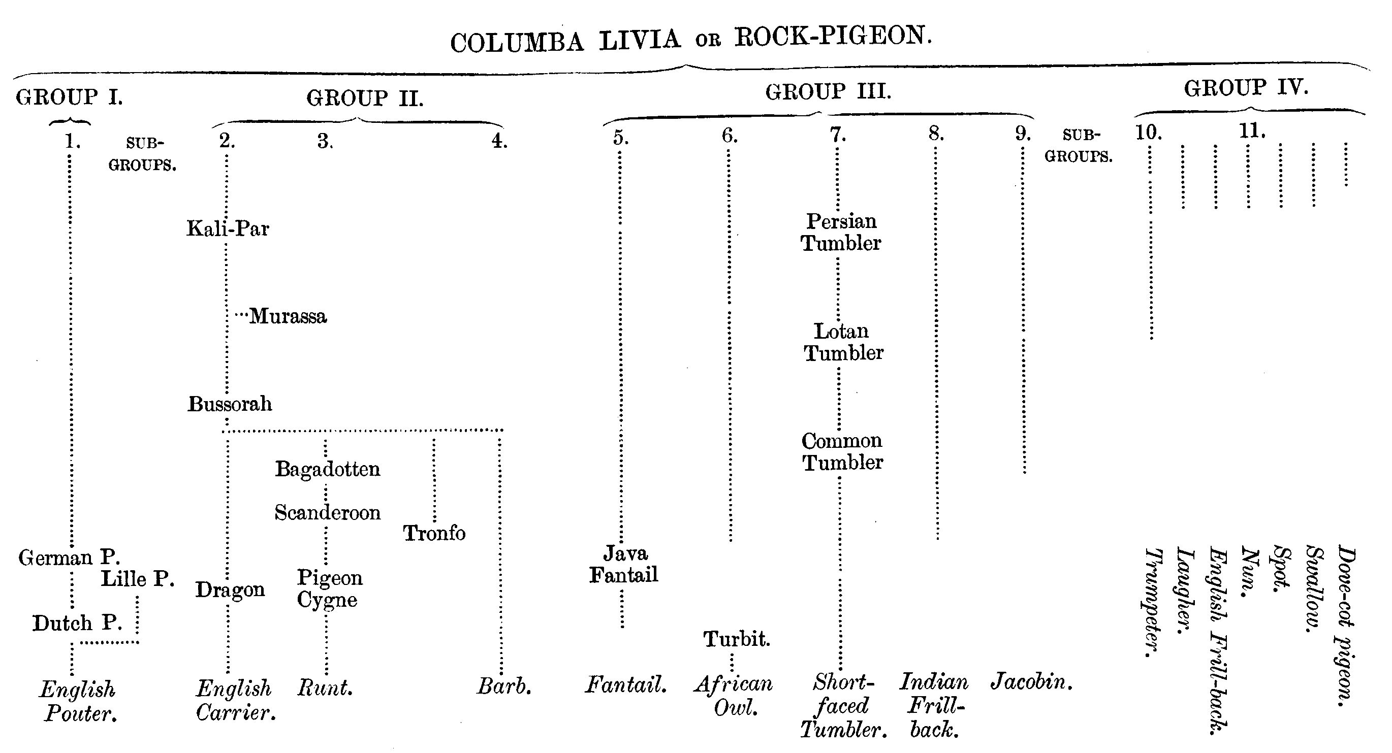 Races of pigeons.