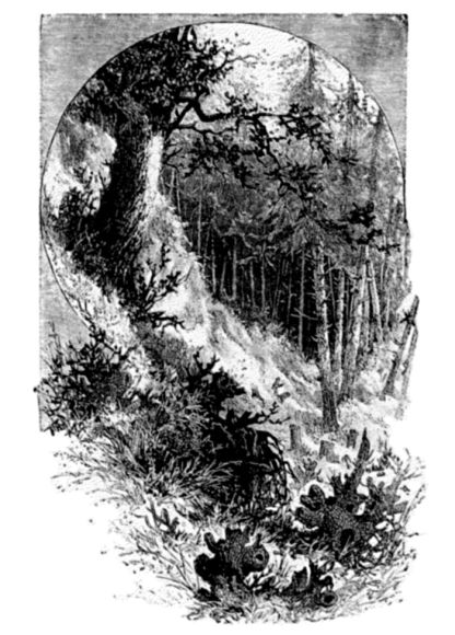"Tall, sombre, grim, they stand with dusky gleam
Brightening to gold within the woodland's core."