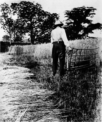 Figure 9.--Grain cradle in use in the field. International Harvester Corporation photo.
(Catalog No. 91.)