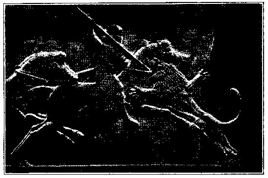 Relief representing Assur-bani-pal spearing a Lion.