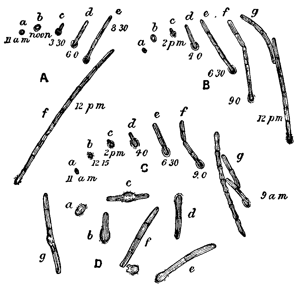 Fig. 2. Germination of spores of Bacillus ramosus.