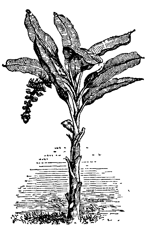 Banana plant.