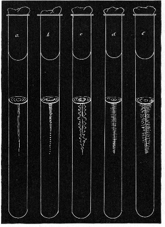 Fig. 150.—Stab cultivations—types of growth: a,
Filiform; b, beaded; c, echinate; d, villous; e, arborescent.