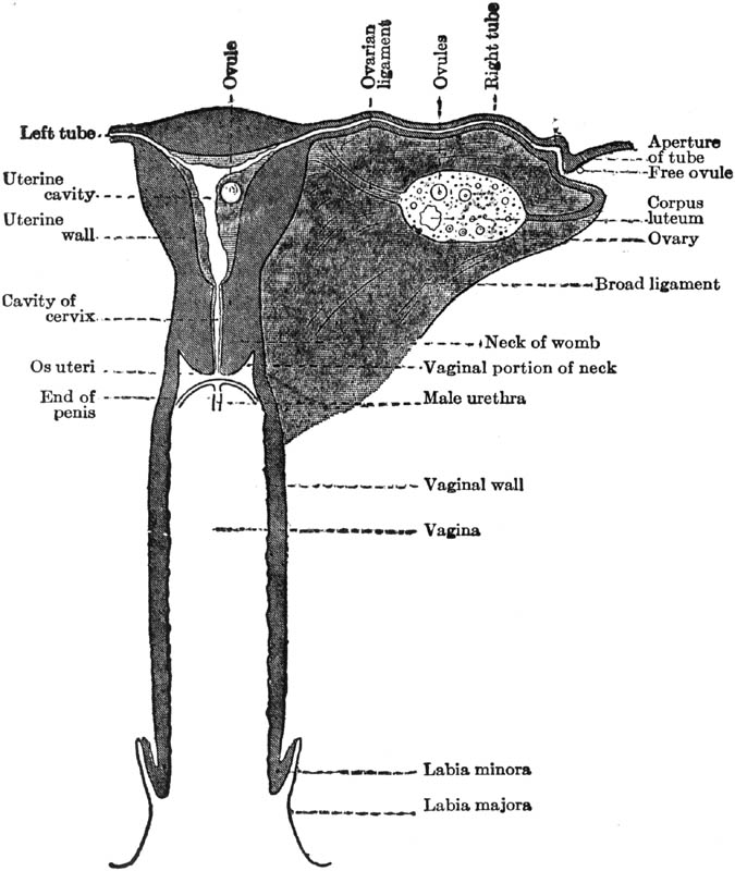 Figure 18
