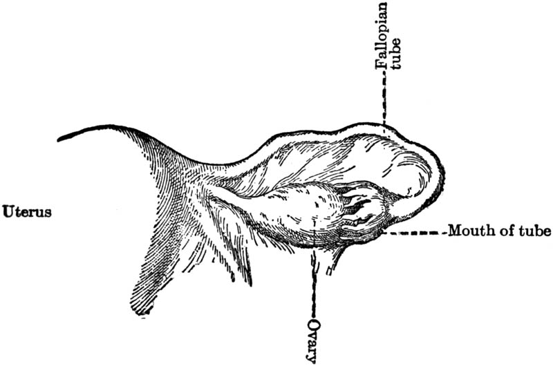 Figure 19