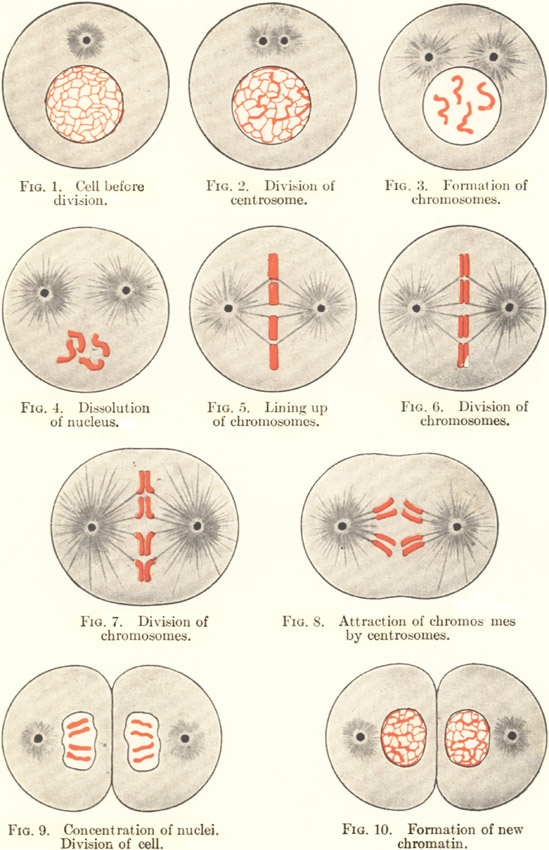 Plate 1: Cell Division