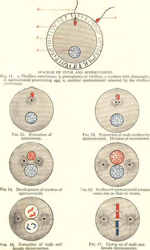 Plate 2: Fertilization of the Ovum by the Spermatozoid