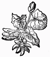 decoration