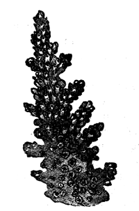 Extremity of branch of Madrepora
muricata, Lin.