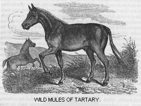 Wild mules of Tartary