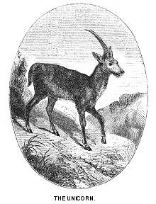 The Unicorn