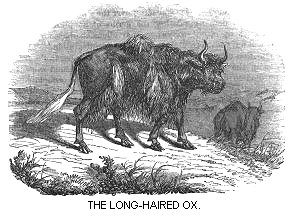 The Long-Haired Ox