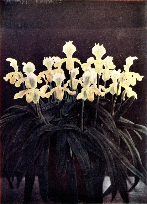 PLATE I (Frontispiece)

CYPRIPEDIUM INSIGNE SANDER&AElig;