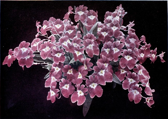 PLATE II

MILTONIA VEXILLARIA

"Empress Augusta Victoria"

(This specimen, cultivated from a single growth, bore 126 flowers.)
