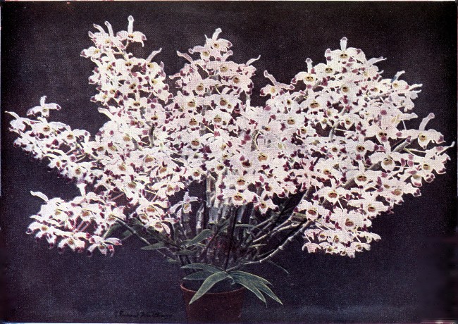 PLATE III

DENDROBIUM WARDIANUM

(At the time the photograph was taken this plant bore 264 flowers.)
