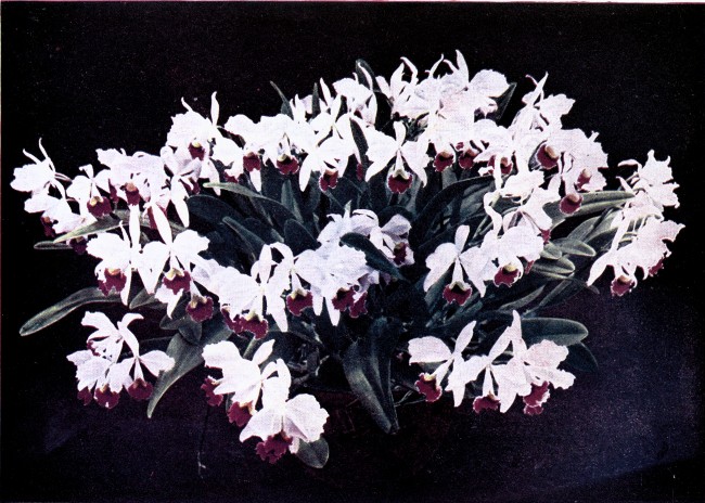PLATE IV

CATTLEYA TRIAN&AElig;

Var. "Hydra"

(The plant bore 88 flowers.)