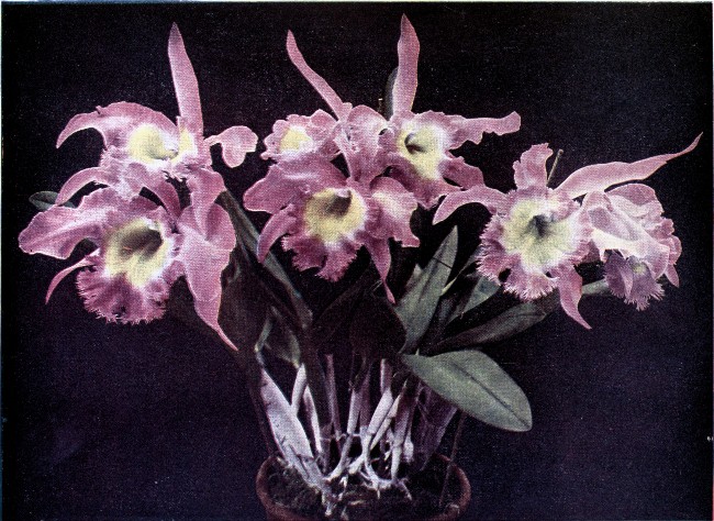 PLATE V

BRASSO-CATTLEYA DIGBYANO-MOSSI&AElig;

"Westonbirt Variety"

(Raised from a cross between Brassavola Digbyana and Cattleya
Mossi&aelig;.)