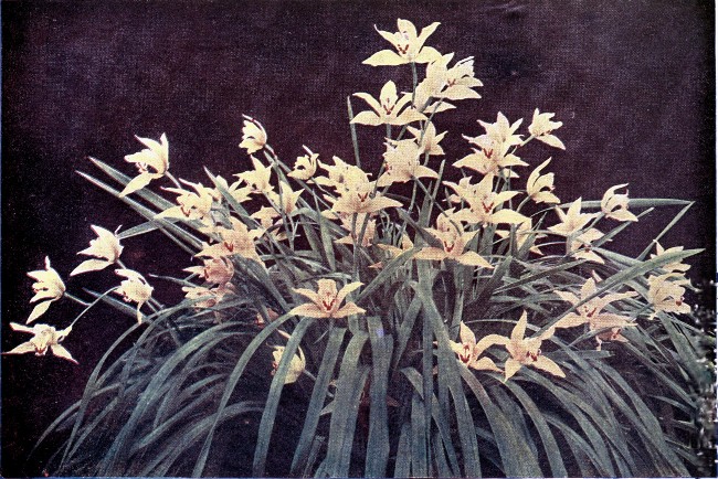 PLATE VI

CYMBIDIUM LOWIO-EBURNEUM

(This plant has been commended for its culture on two separate occasions
by the R.H.S.)