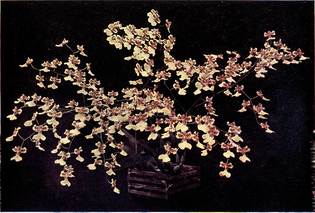 PLATE VII

ONCIDIUM MARSHALLIANUM