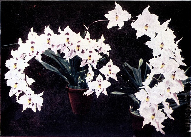 PLATE VIII

ODONTOGLOSSUM CRISPUM