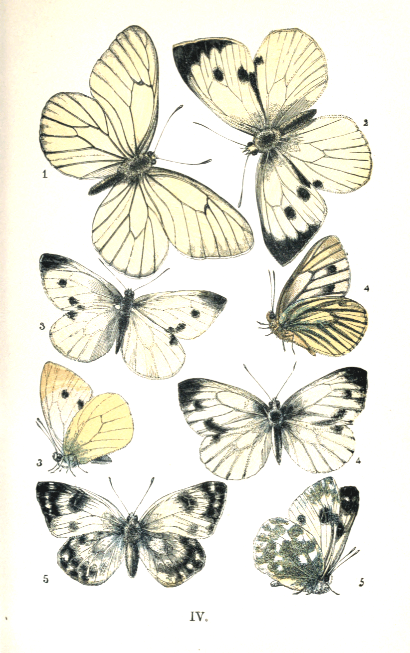 IV.