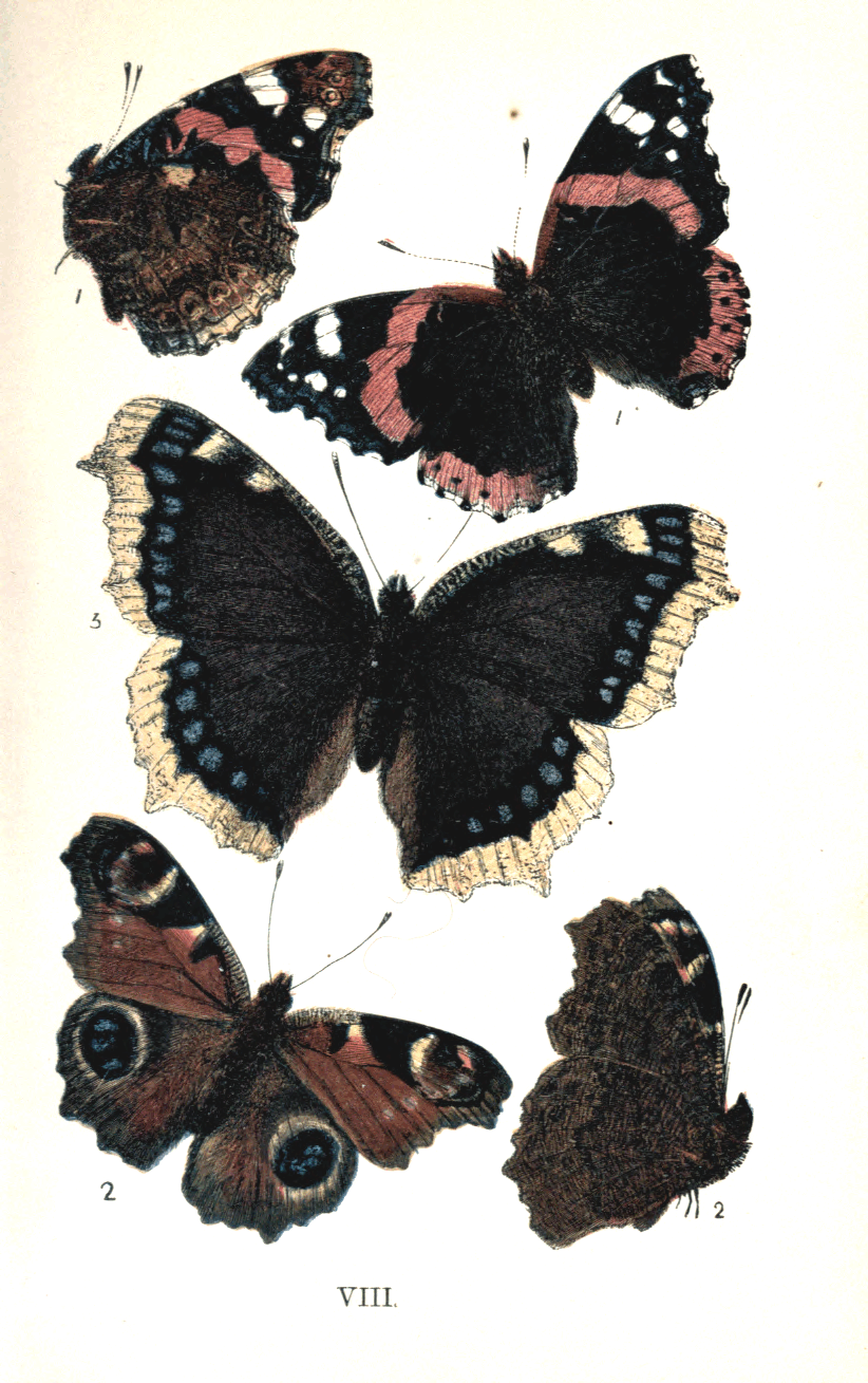 VIII.