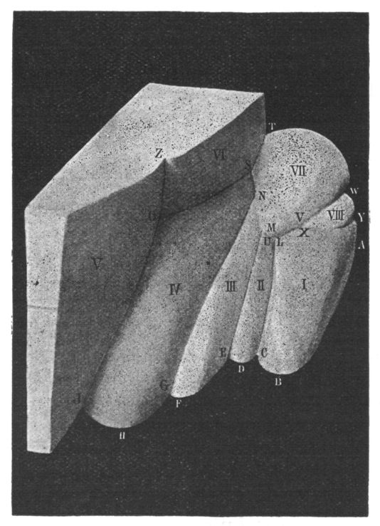 Fig. 116