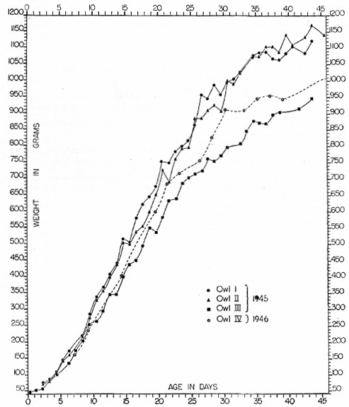 Fig. 1. Growth of four Great Horned Owls as shown by
changes in weight from near the time of hatching until the time of
leaving the nest.