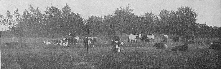 These cattle winter out in Western Canada and do well.
Shelter and water are abundant.