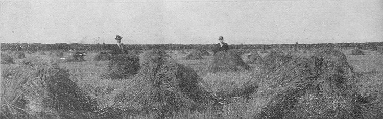 Figuring out the result of the year's crop. The yield of
which he estimates at over forty bushels per acre of wheat.