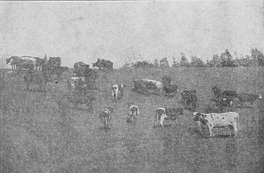 Cattle on the uplands as well as the open plain do well
in all parts of Western Canada.
