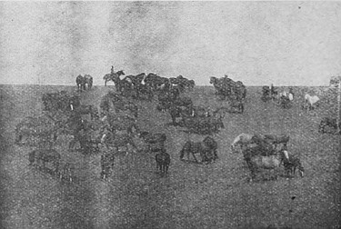 Horses range most of the year in many parts of
Saskatchewan and Alberta.