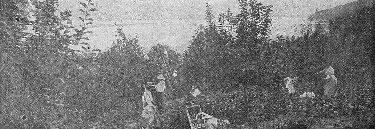 The fruit industry of British Columbia is making rapid
development. Peaches, plums, pears, grapes, apples grow to the greatest
perfection.