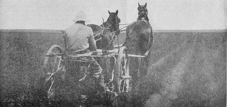 Alfalfa is a crop that is now assured in any of the
Provinces of Western Canada. The above is a Manitoba illustration, but
will apply to the other Provinces.